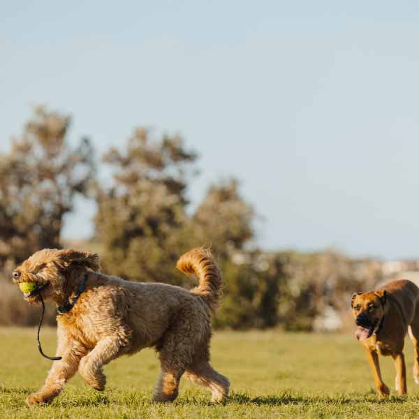 Dog Parks near The Kensington